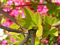 Azalee - Azalea Dispa (fam. Ericacees) (5) (Photo F. Mrugala)